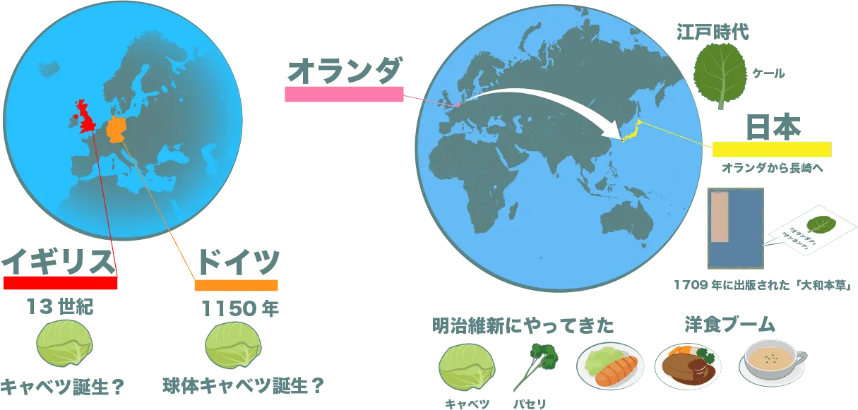 キャベツは、ドイツかイギリスで誕生という説がある。日本へはオランダから江戸時代にケールが1709年に出版された「大和本草」にオランダナで載っている。明治維新にキャベツやパセリが洋食ブームと共にやってきた