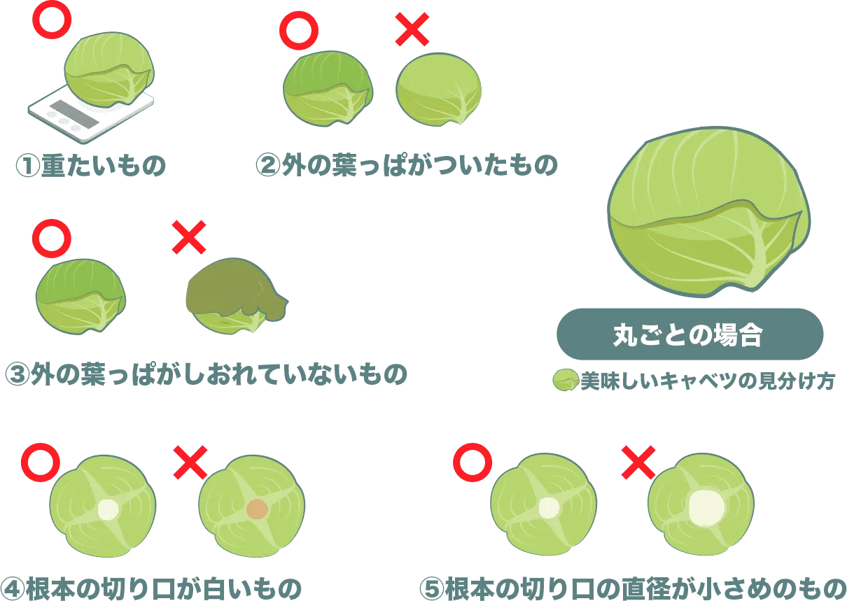美味しいキャベツの選び方、丸ごとの場合