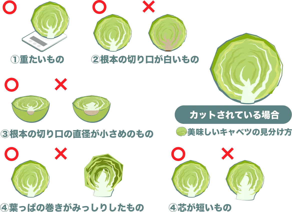 美味しいキャベツの選び方、カットされている場合
