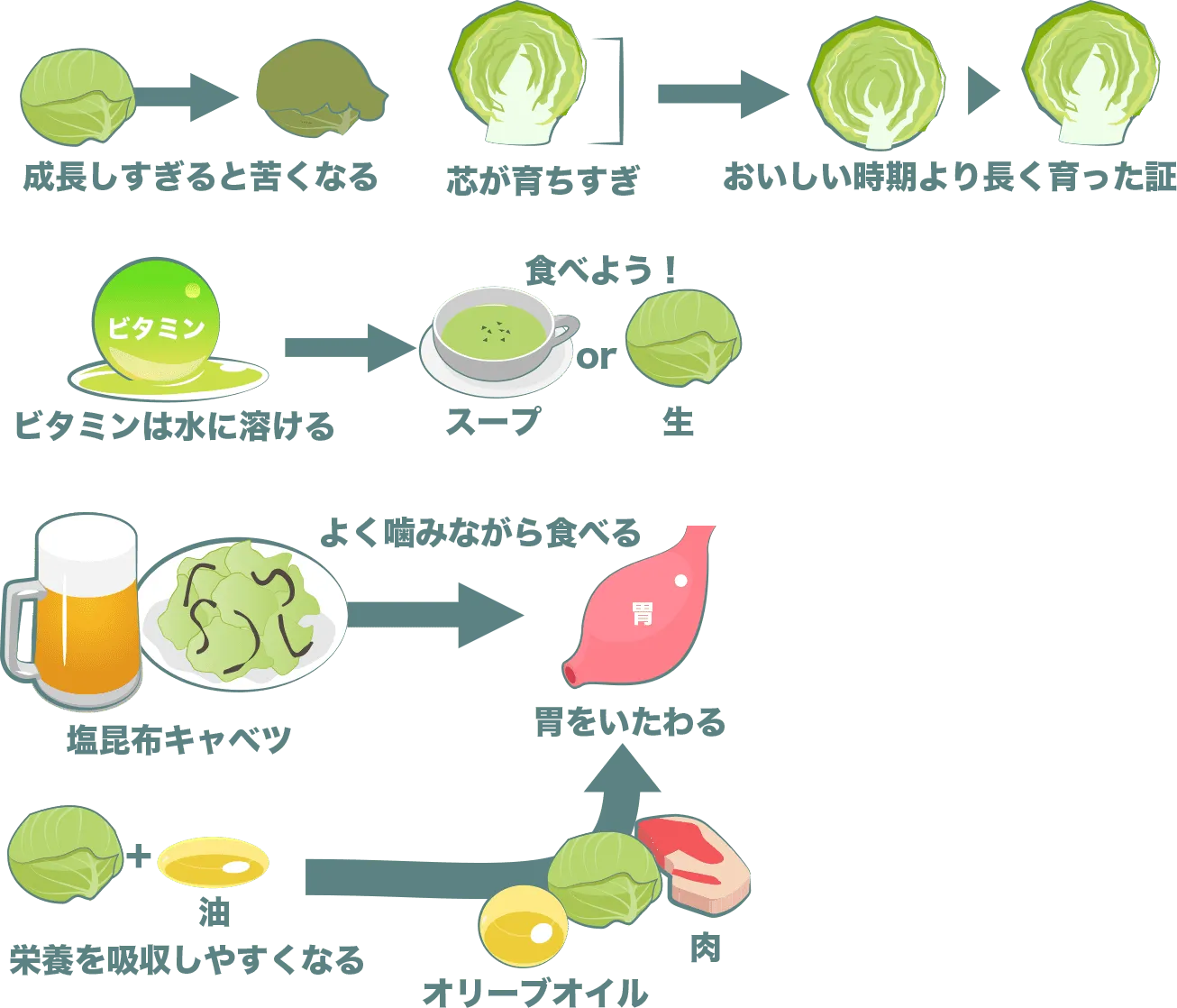 芯が成長しすぎているのは良くない。ビタミンは水に溶けるので、スープか生でキャベツを食べよう。塩昆布キャベツ、オリーブオイル、肉もおすすめ