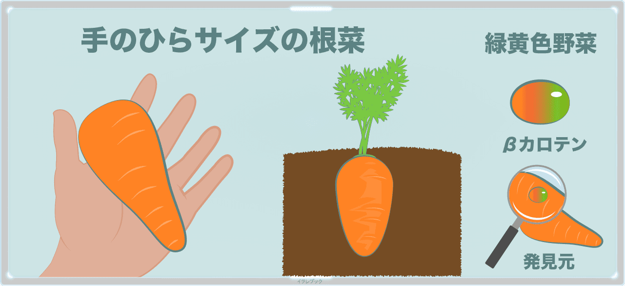 にんじんしりしり 人参の栄養や選び方を徹底的に詳しくみよう Carrot