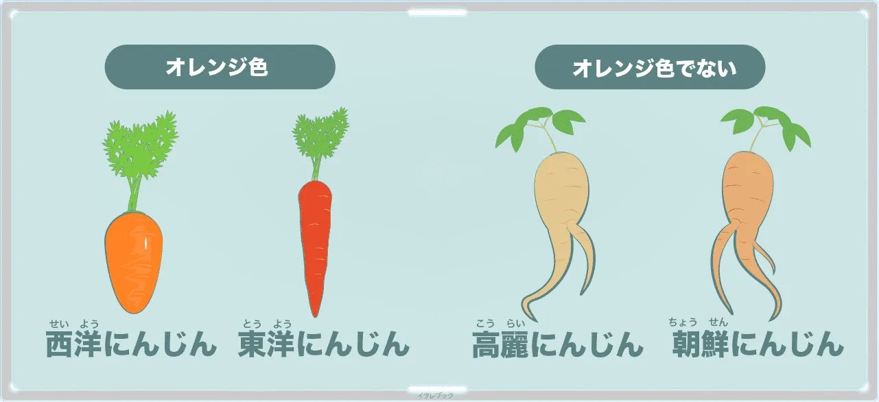 西洋にんじんと東洋にんじんのセリ科、高麗にんじんと朝鮮にんじんのウコギ科