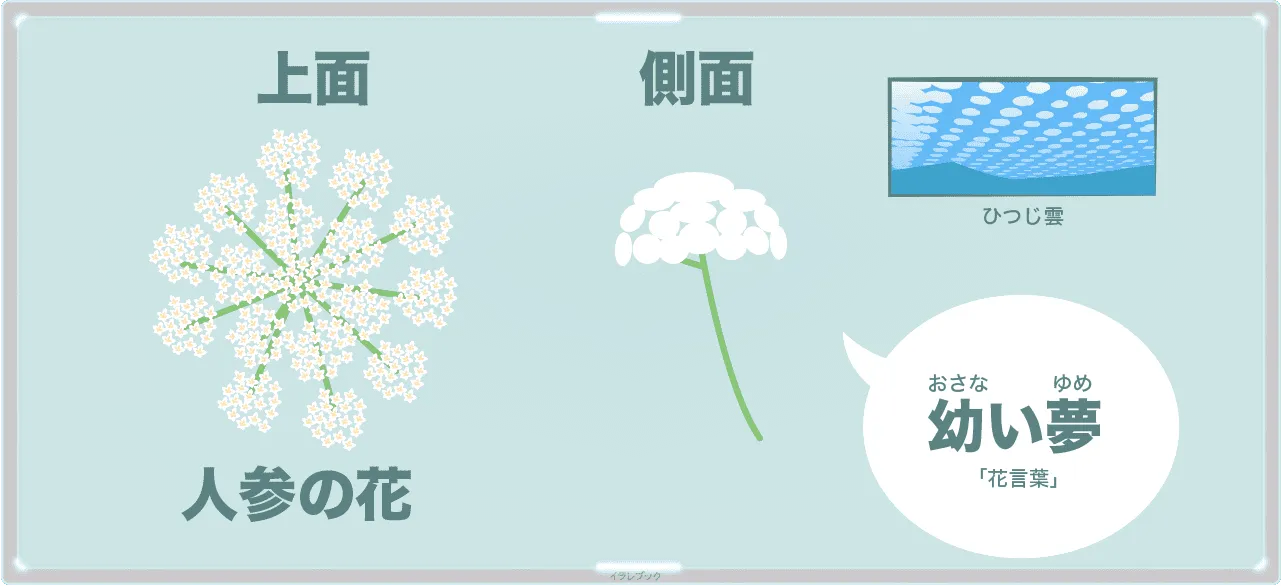 にんじんの花