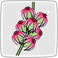 カシューナットノキの花