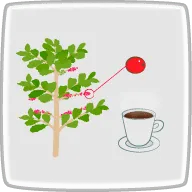 コーヒーノキ