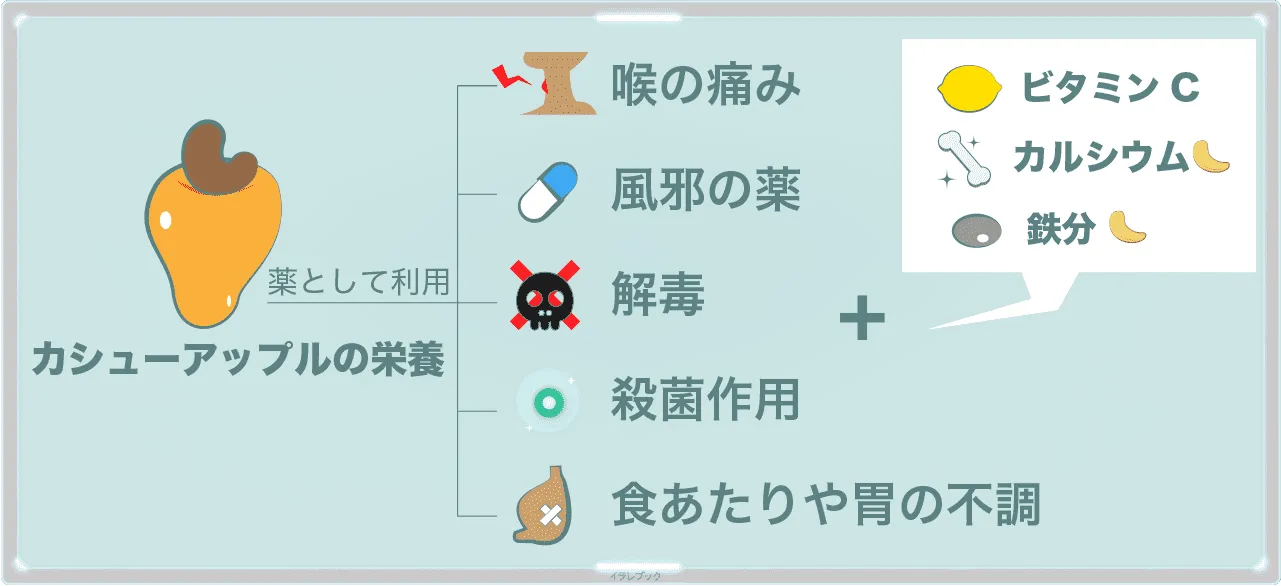 カシューアップルの栄養