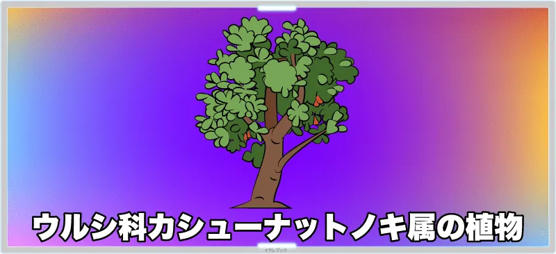ウルシ科カシューナットノキ属の植物