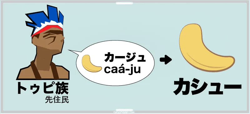 カシュ―ナッツの名前の由来「カージュ説」