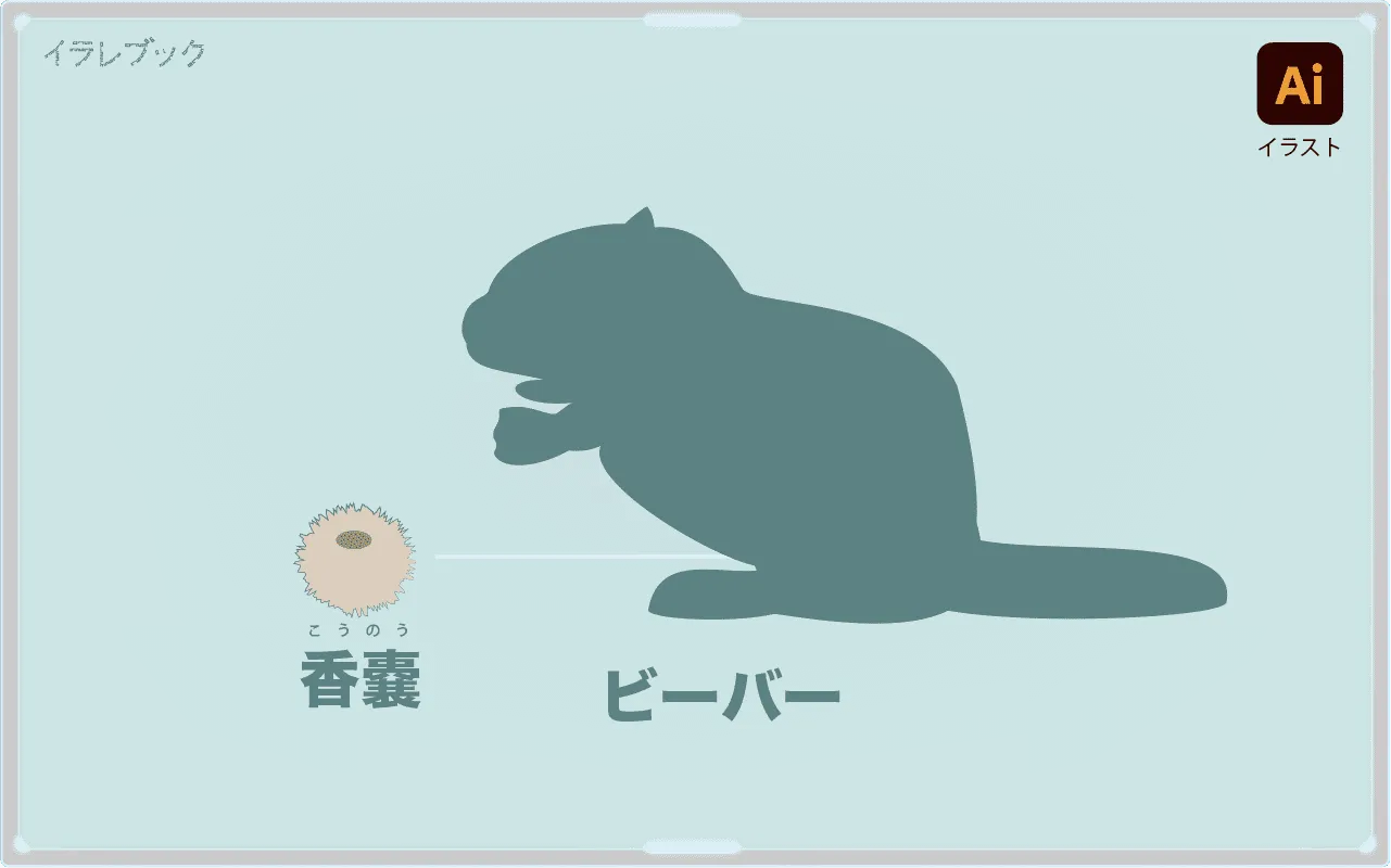 ビーバーの香嚢 部位