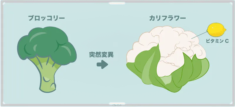 カリフラワーはブロッコリーの突然変異。ビタミンCたっぷり