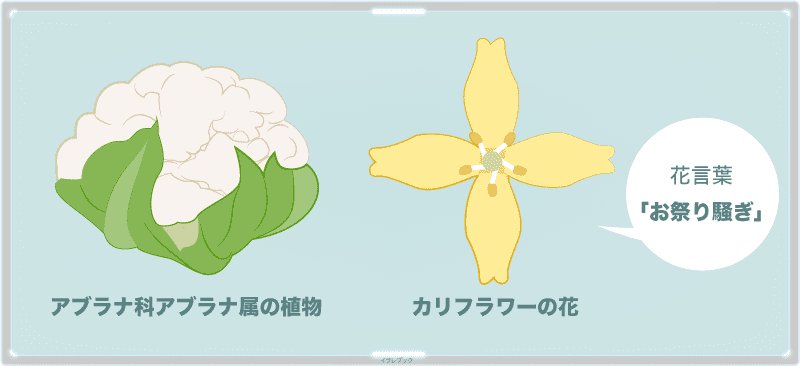 カリフラワーの花