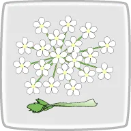 セロリの花