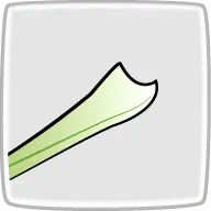根元