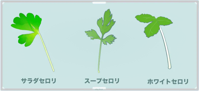 サラダセロリ（サラダセロリ―）」「スープセロリ」、「ホワイトセロリ」
