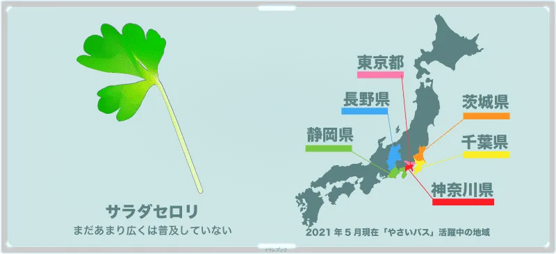 サラダセロリの野菜バスがある地域