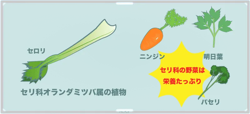 セロリはセリ科オランダミツバ属の植物