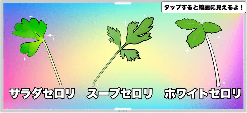 サラダセロリ、スープセロリ、ホワイトセロリ