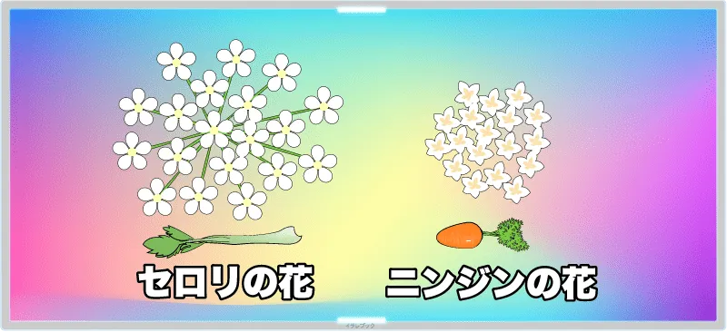 「セロリの花」セリ科の花はどれもそっくりで、小さな白い花が集まって、小ぶりなあじさいのような見た目