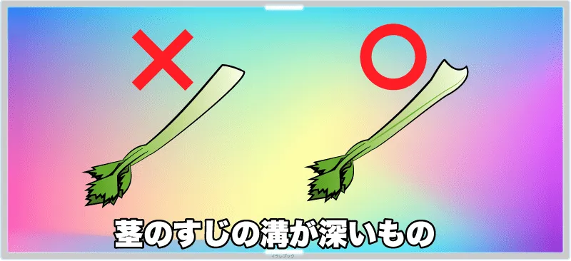 茎のすじの溝が深いものを選ぶ
