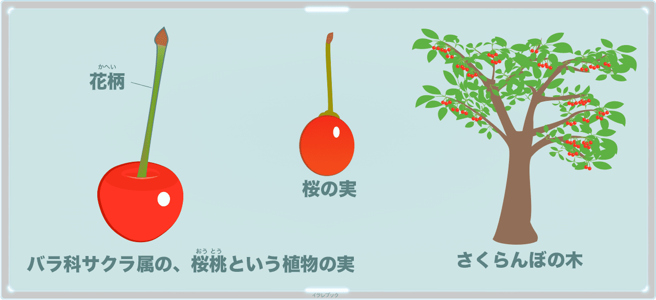 さくらんぼの木　バラ科サクラ属の、桜桃という植物の実