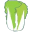 野崎白菜