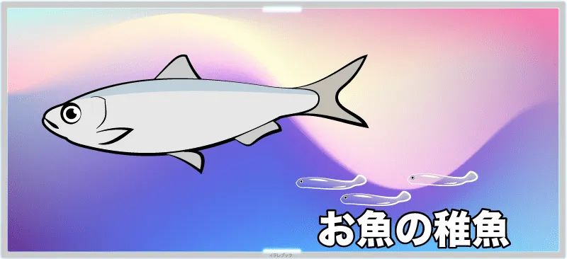 生しらすはお魚の稚魚
