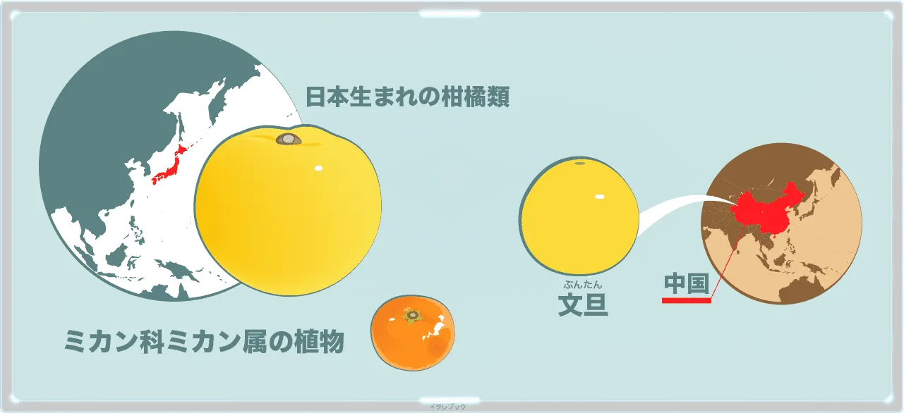 柚子の仲間
