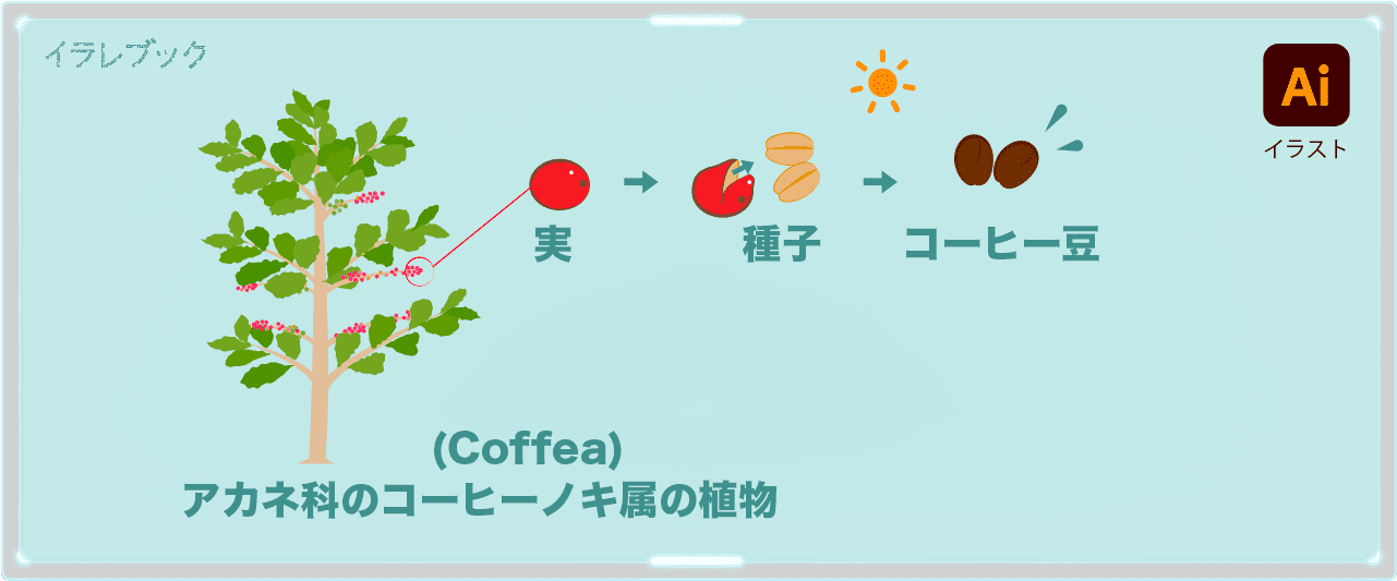 コーヒーの木からコーヒー豆になるまで