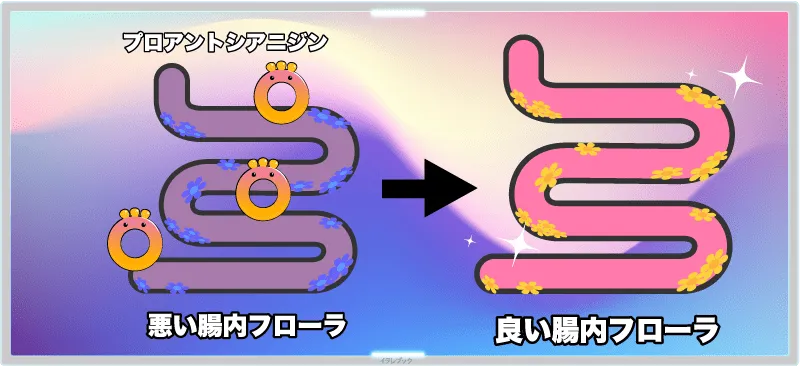 プロアントシアニジンが良い腸内フローラへ