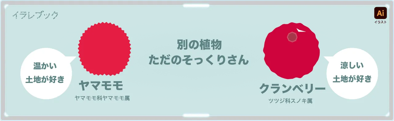 コケモモとヤマモモの違い