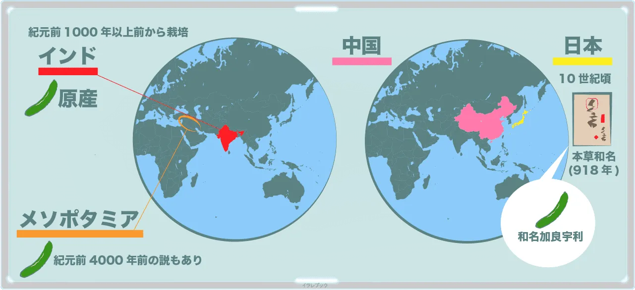 きゅうり