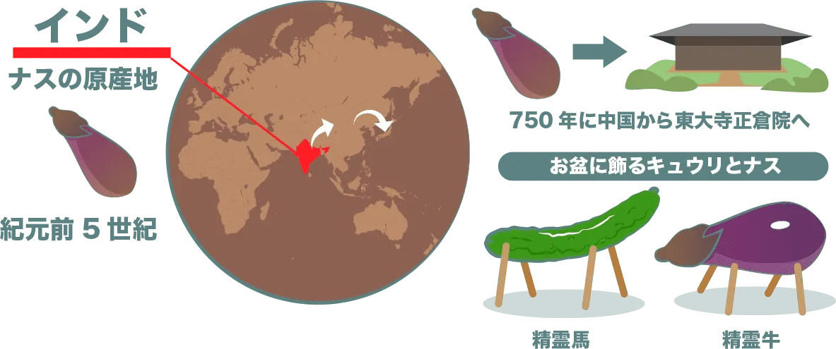 インドが原産地。お盆に飾るキュウリ(精霊馬)とナス(精霊牛)