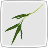 空芯菜