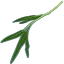 空芯菜の旬