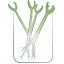 空芯菜の新芽の育ち方