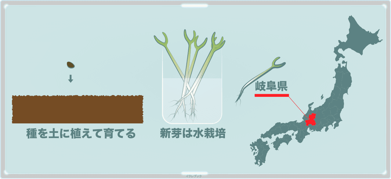 空芯菜の新芽の育ち方