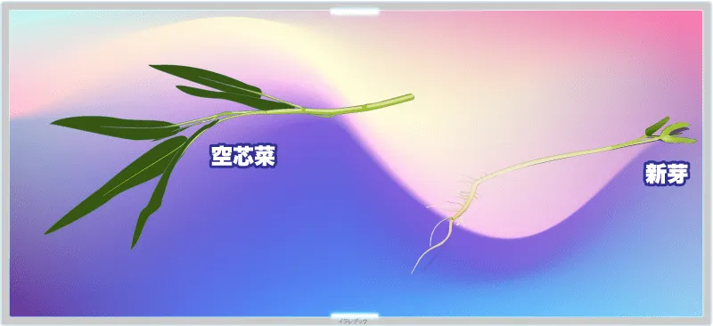 空芯菜と新芽