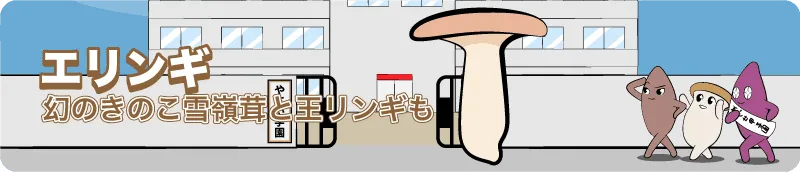エリンギ