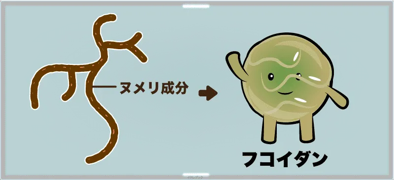 もずくのぬめり成分がフコダイン