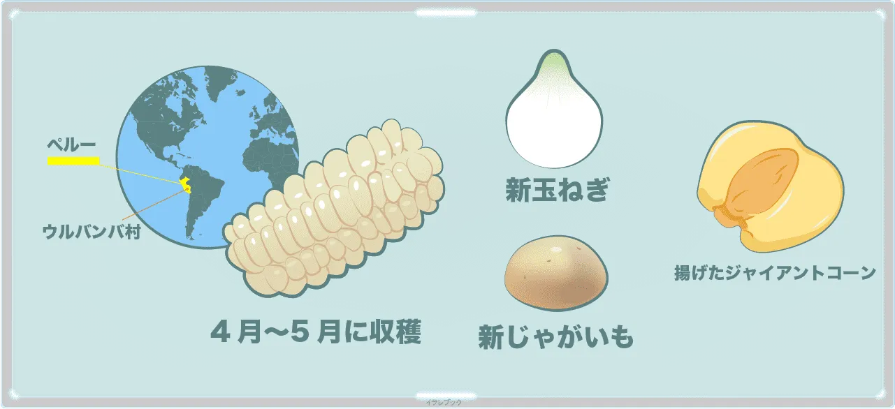 ジャイアントコーンは4〜5月に収穫される。新じゃがいもや新玉ねぎのように新ジャイアンコーンはない