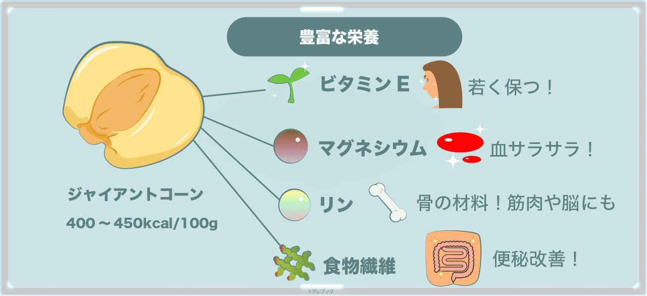 ジャイアントコーンはビタミンEやマグネシウム、リン、食物繊維が豊富