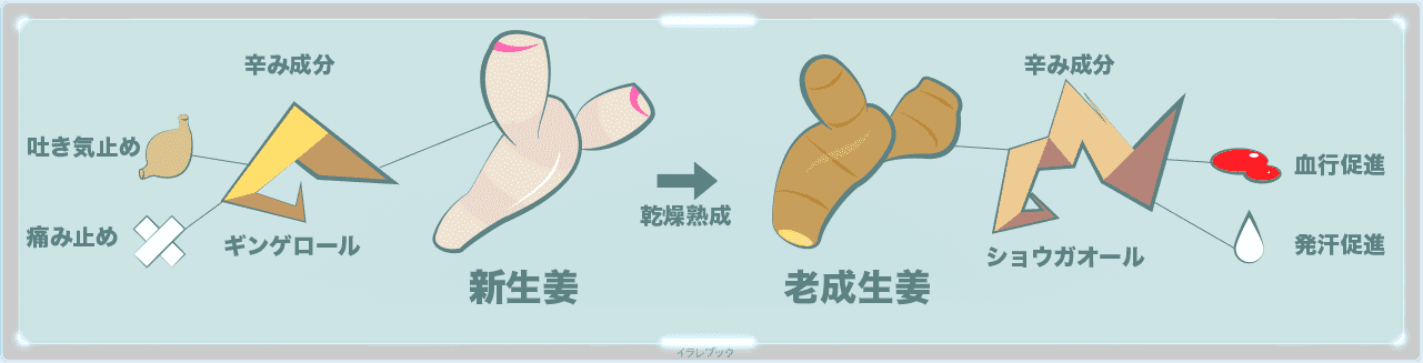 新生姜って何 生姜についてイラストで勉強できる Ginger
