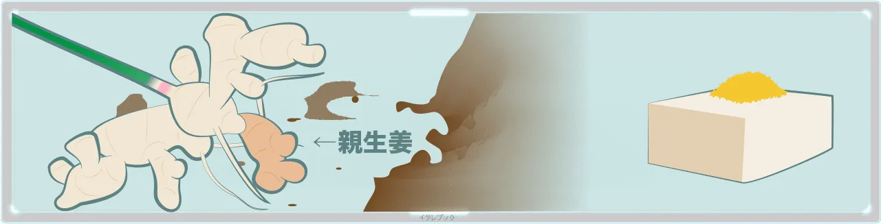 親生姜