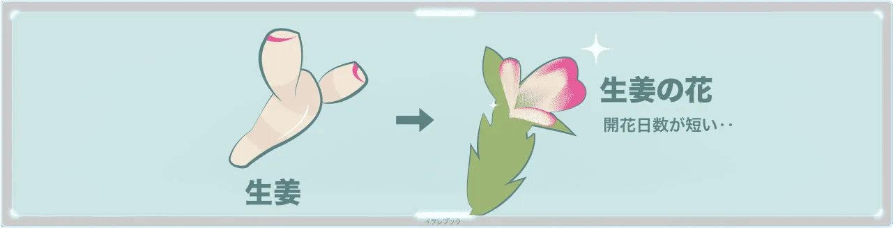 生姜の花