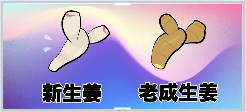 新生姜と老成生姜