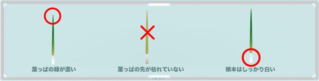 ネギは葉っぱの緑が濃いもの,先が枯れていないもの、根本はしっかり白いものを選ぶ