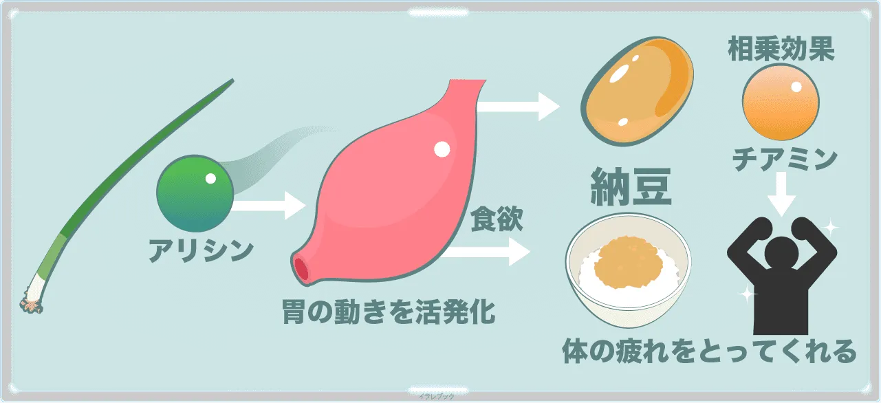 ネギのアリシン効果で胃を活発化して食欲アップ！納豆と食べるとチアミンとの相乗効果で体の疲れをとってくれる