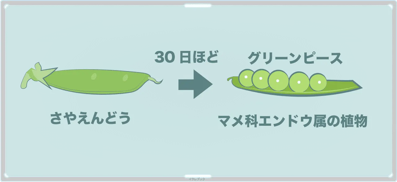さやえんどう→グリンピース