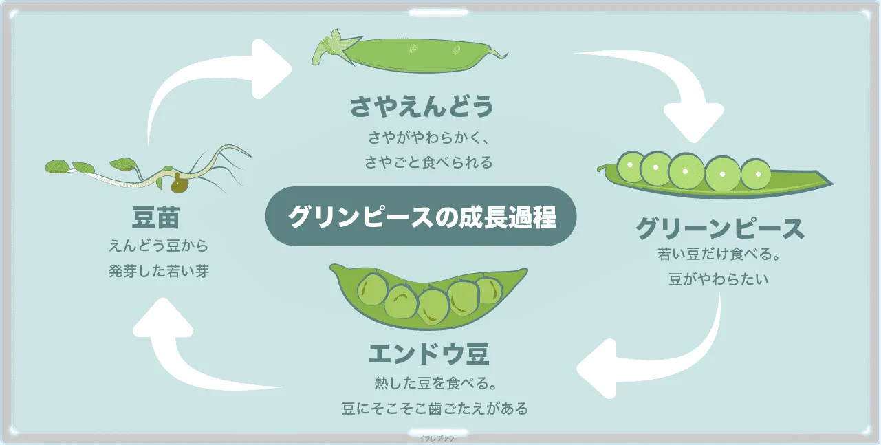 グリンピースの成長過程