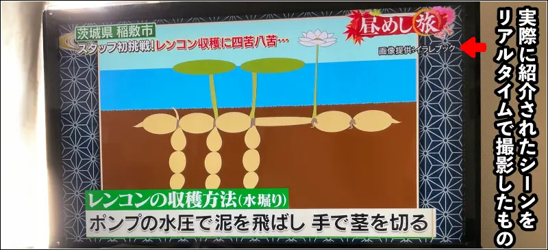 テレビ東京「昼めし旅」の番組で紹介されたイラレブックのイラスト